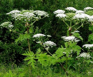 Hogweed,-Giant-1