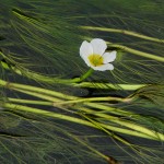 Water-Crowfoot,-River