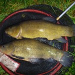 Rochdale Canal Tench