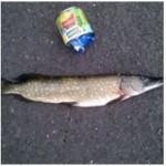 drinkwater park poaching