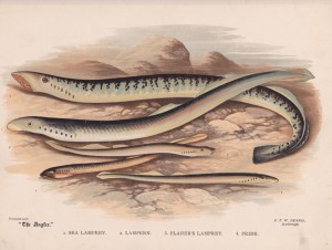 Lamprey and Lampern - The Angler Magazine 1948