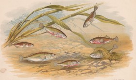Sticklebacks - The Angler Magazine 1948