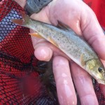 River Irwell To Receive Major Fish Restocking